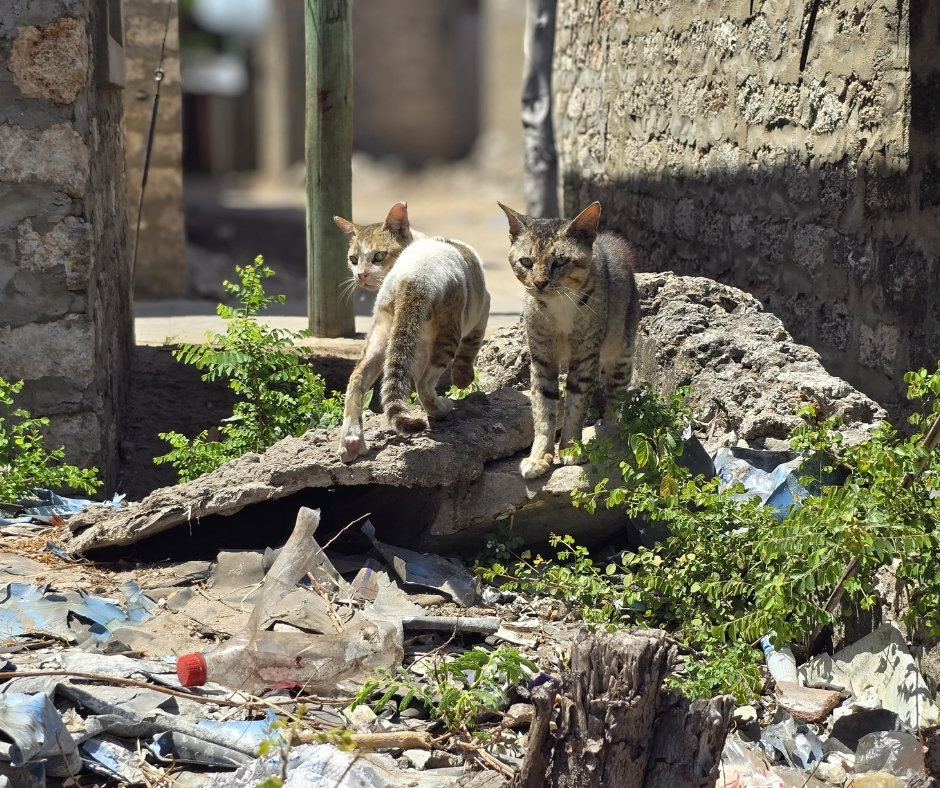 Network For Animals 🐾 tweet media