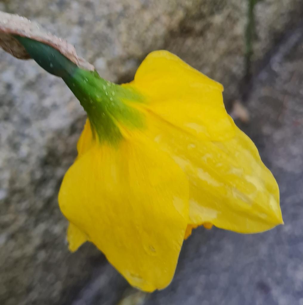 Patsy McGarry tweet media