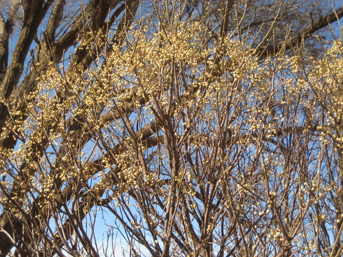 Texas A&M Forest Service tweet media