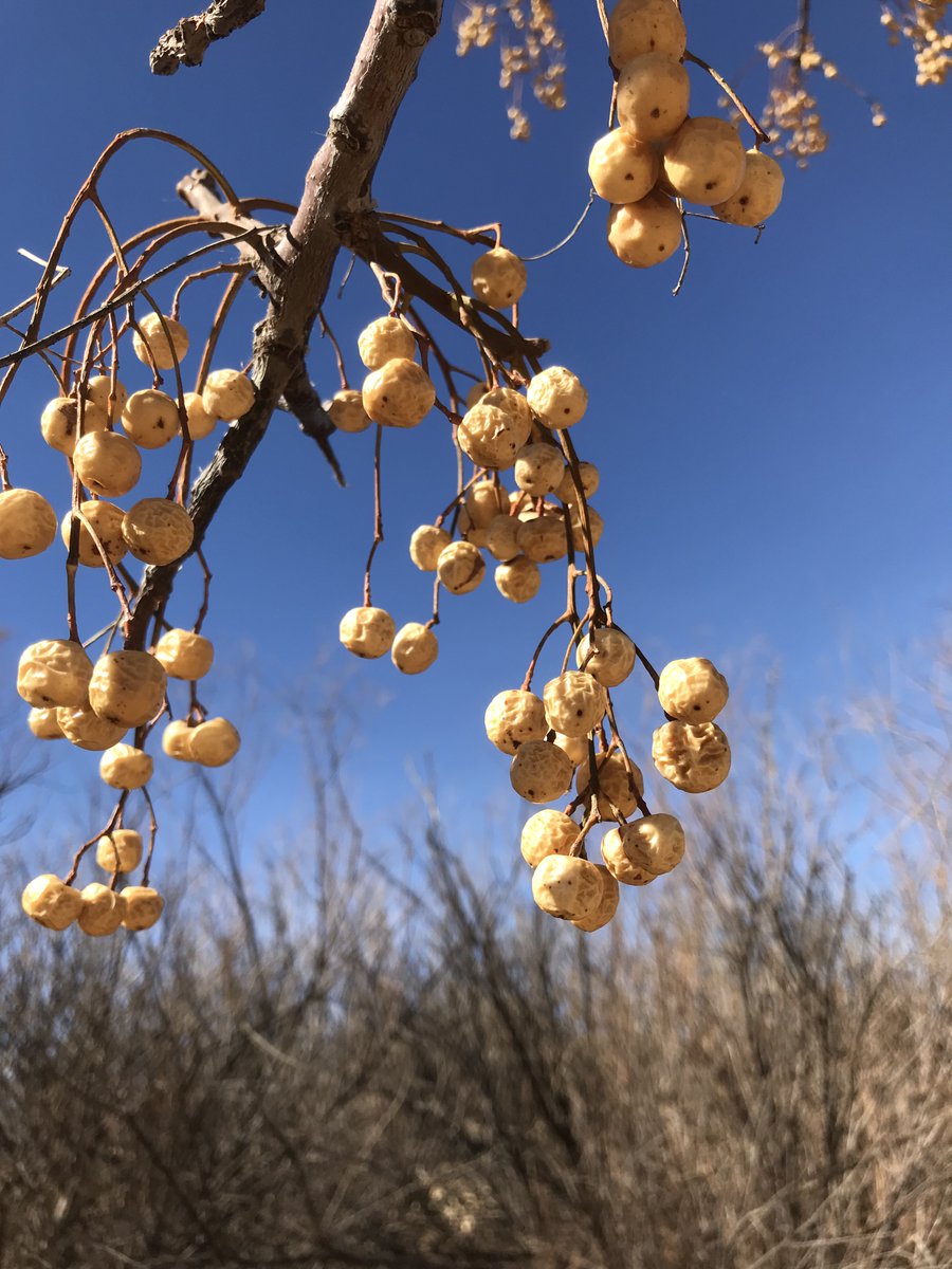 Texas A&M Forest Service tweet media