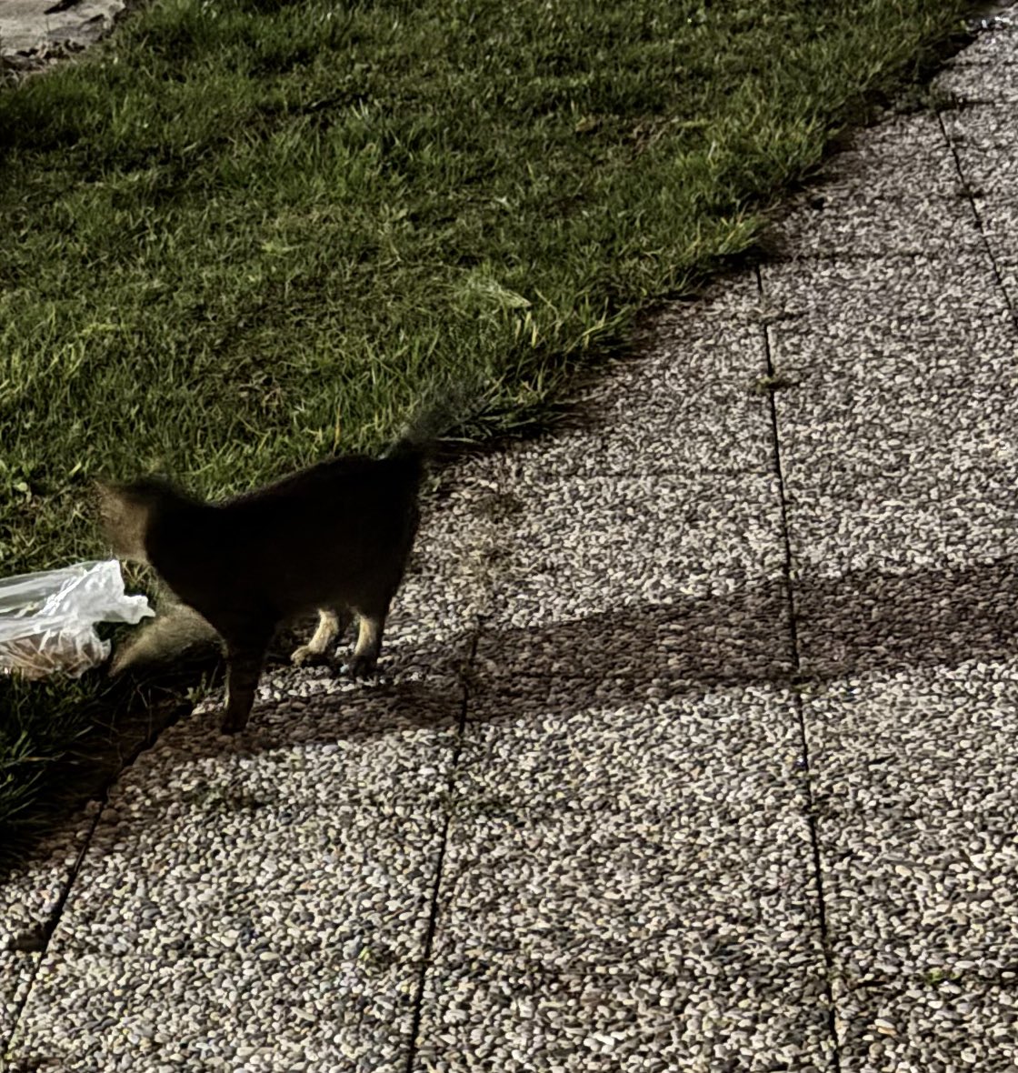 bayadır sadece bu kedi var diğerlerini bulamıyorum imdattt