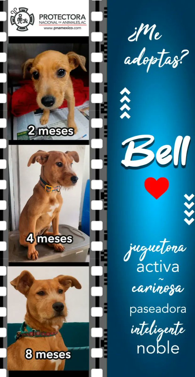 pnamexico's tweet image. #adopciones  CRECIENDO Y ESPERANDO POR UNA FAMILIA! 🐾💕

BELL  abandonada a los 2 meses de edad, afuera de la estación del metro. Hoy tiene 8 meses es una bola de energía y amor que busca un hogar para siempre, juguetona, cariñosa ☎️ 5566783139
#Lomitos #perritoenadopcion