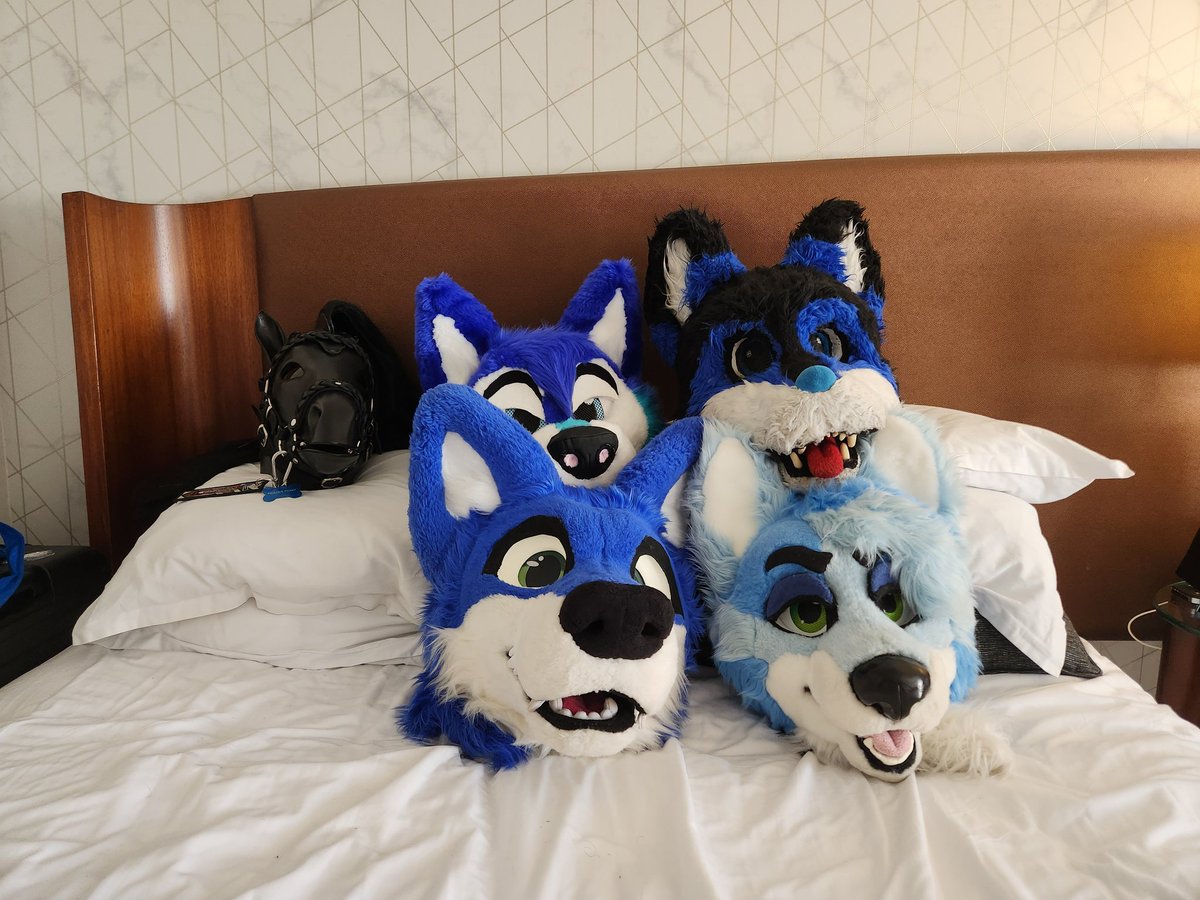 Eco the wusky 🇨🇦 🔜 vf 2026 tweet media