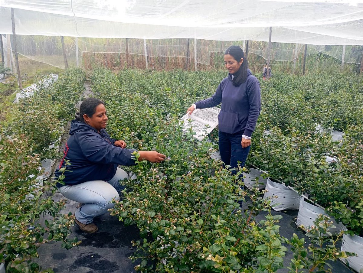 #Loja | Brindamos asistencia técnica para analizar la situación actual del mercado de arándano y evaluar oportunidades de vinculación con circuitos cortos de comercialización y mercados formales; en la parroquia Carigán, cantón Loja. 
#ElNuevoEcuador