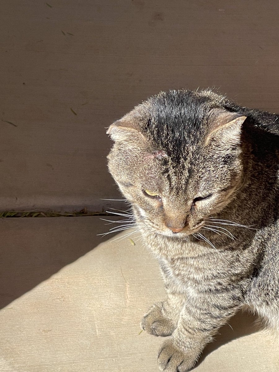 Jennifer 🟥🔴🧙‍♀️🦉🐈‍⬛ 🦖 tweet media