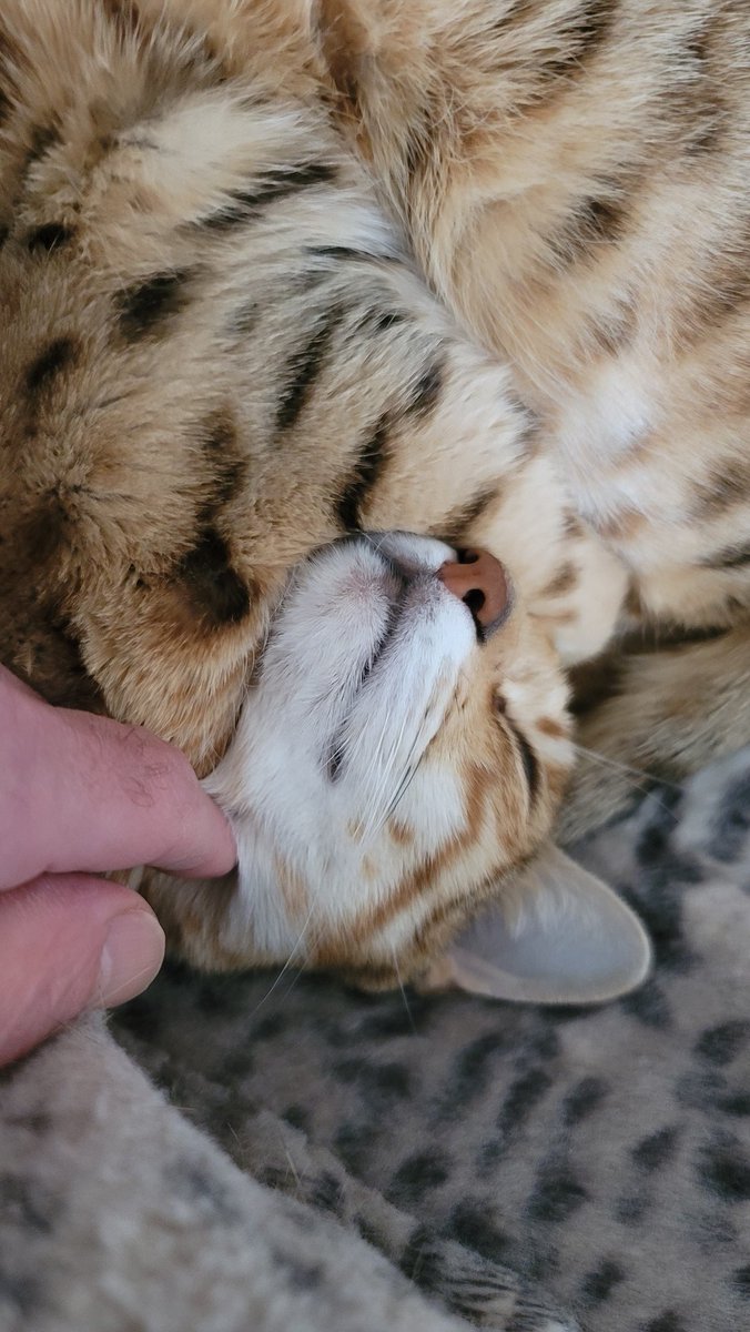 The lazy one 😹😹😹

#CatsOnX #CatsOnTwitter #cat #bengalcat