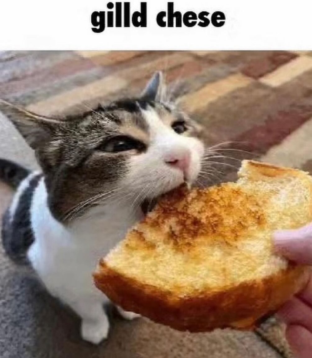 Punch Cat tweet media