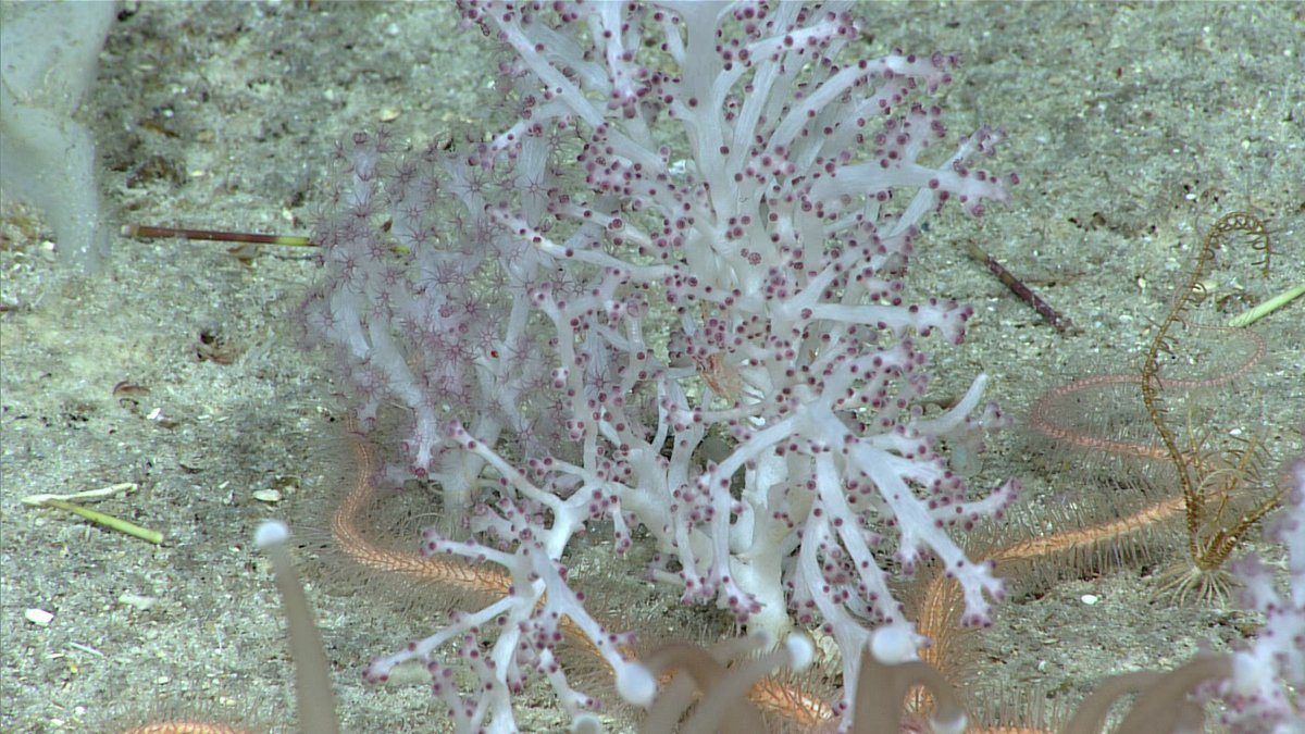 NOAA Ocean Exploration tweet media