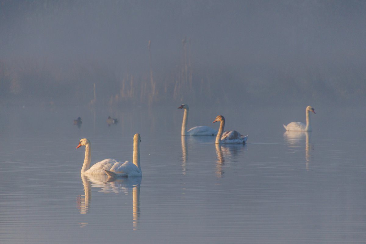AnnySpoolder's tweet photo. Wat was het een magische ochtend in #Wierden #Rectum #Dakhorst #waterbuffer #vitens @pictureofNL #mist https://t.co/HNcHnhe6AN