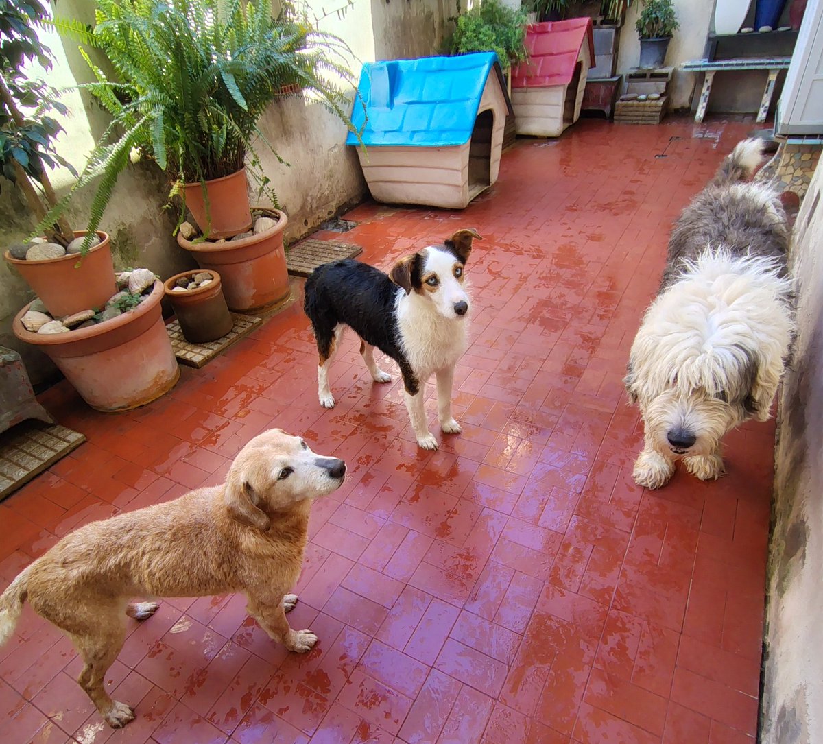 Hola!! Vengo a presumir a mis bbs 🤗🥰💙 #KyungMee #Mauri y #Tilo