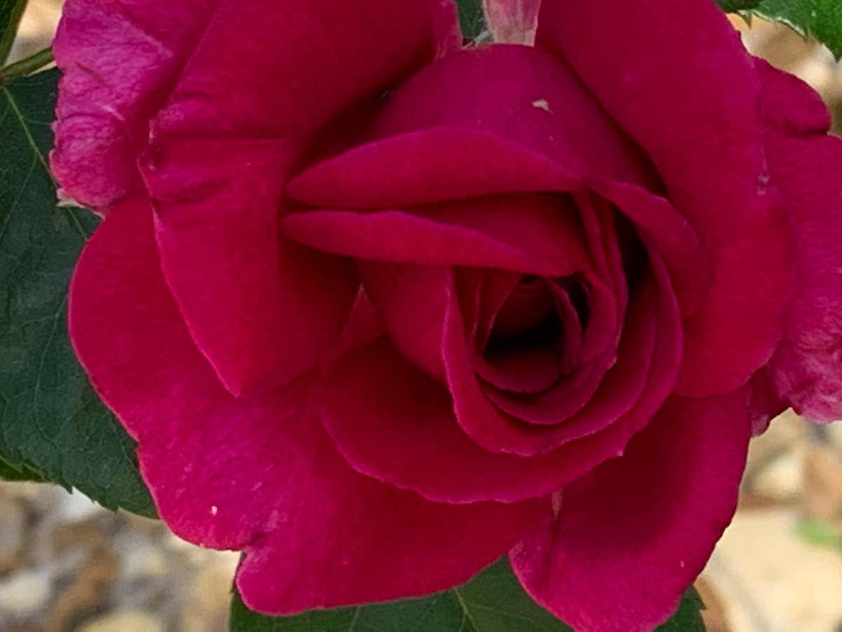 #Christians never forget that no matter what happens that God is still in control. He is the Creator, the Alpha and Omega, the Beginning and the End. He is the fairest. of 10,000 to our souls. 
It states this in the Bible.
Revelation 10: 1-7 King James Version 
1 And I saw