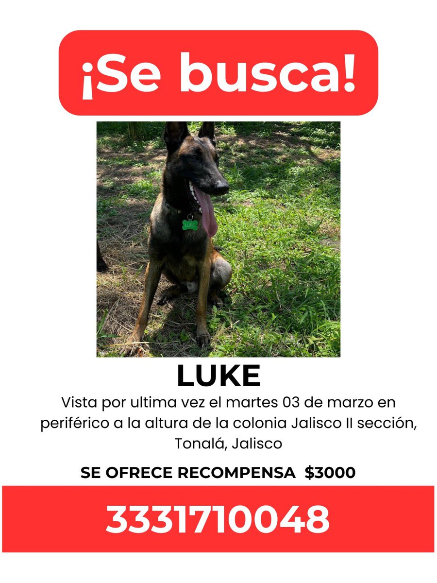 MarianaMagaa12's tweet photo. SE OFRECE RECOMPENSA POR LUKE

 AYÚDANOS A QUÉ VUELVA A CASA!!!!!

Perdido por Colonia Jalisco II Sección, Tonalá el día Martes 03 de marzo!

Perro color café con negro, tipo pastor belga 

Si lo ves por favor resguárdalo y comunícate con nosotros!
@Trafico_ZMG @ExtraviaDog https://t.co/ePXM1kfH9C