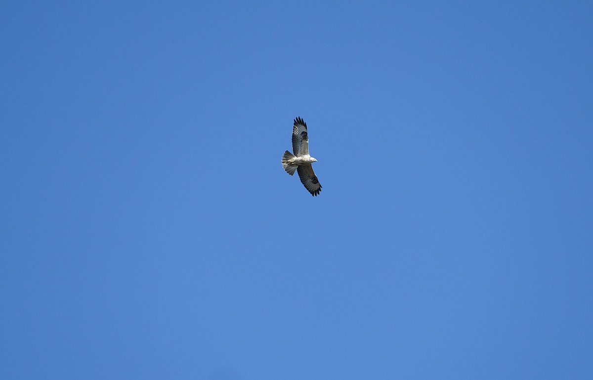 dave brown tweet media