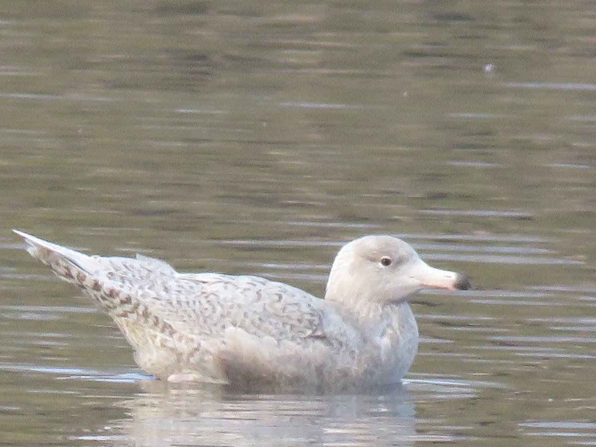 Peter Garbutt tweet media