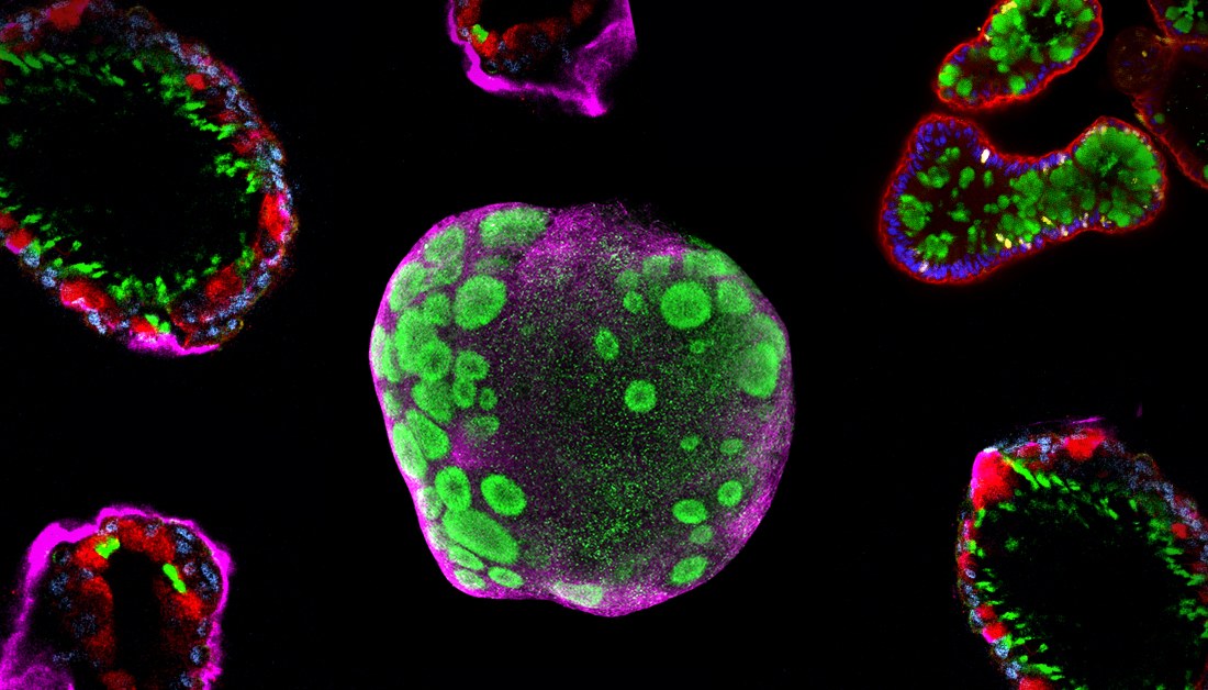 Intestinal Cell News tweet media