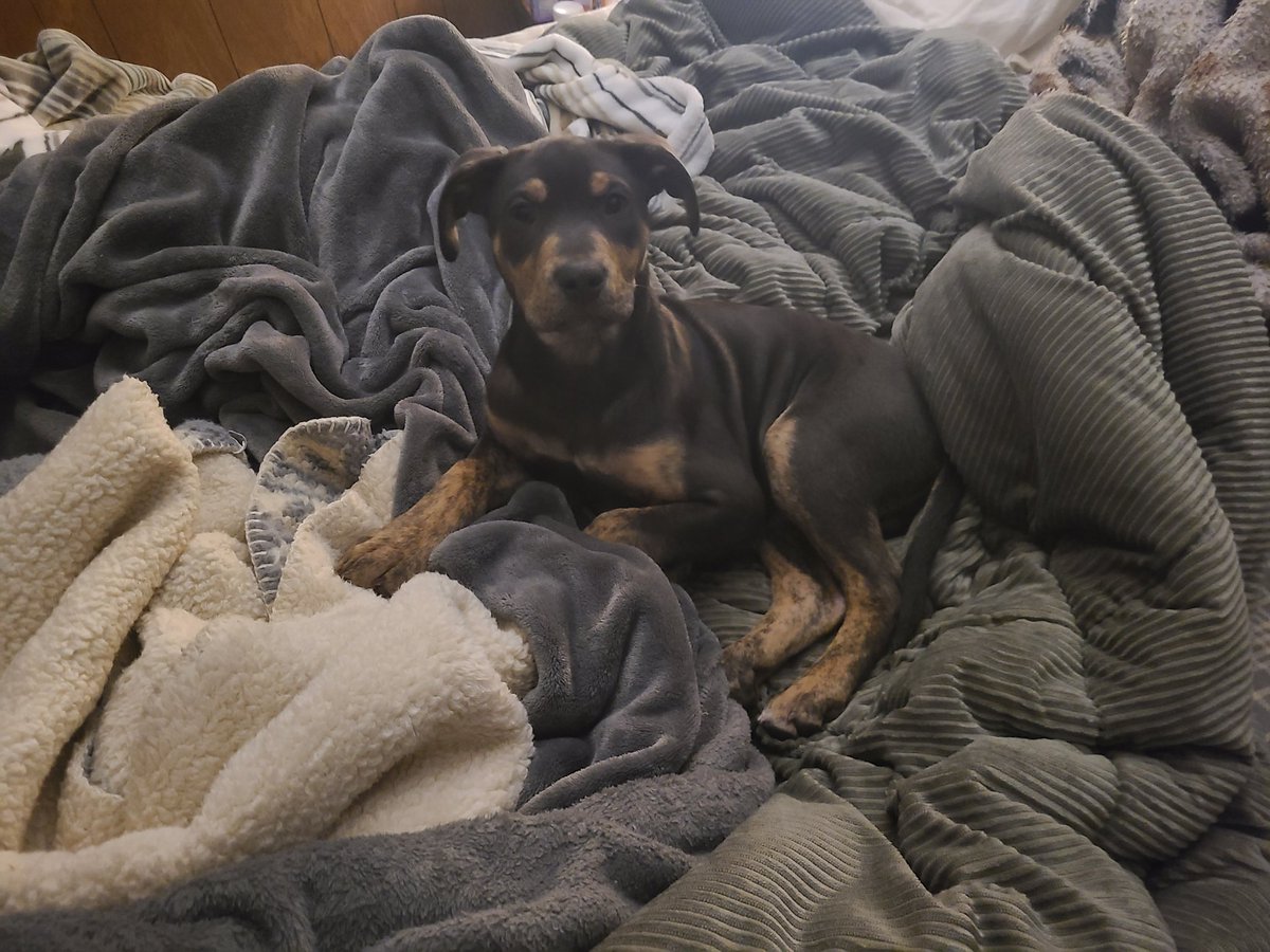 Ashley Zimmerman tweet media