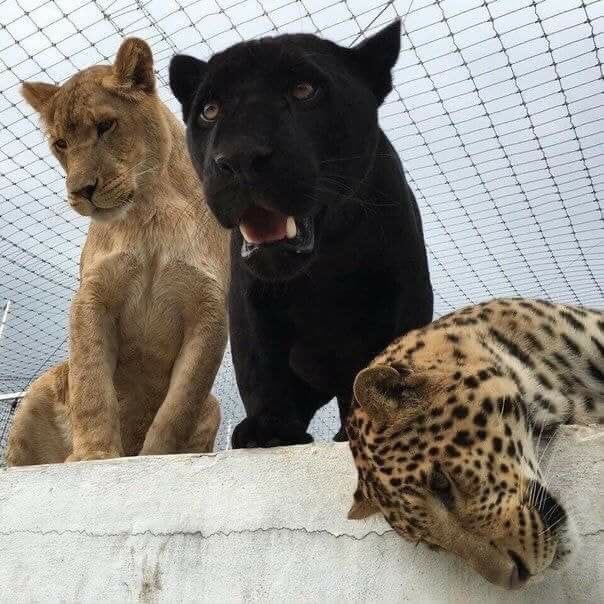 Blest ♰ Boys (@blestboys) on Twitter photo 