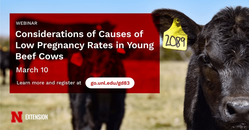 UNL Beef tweet media