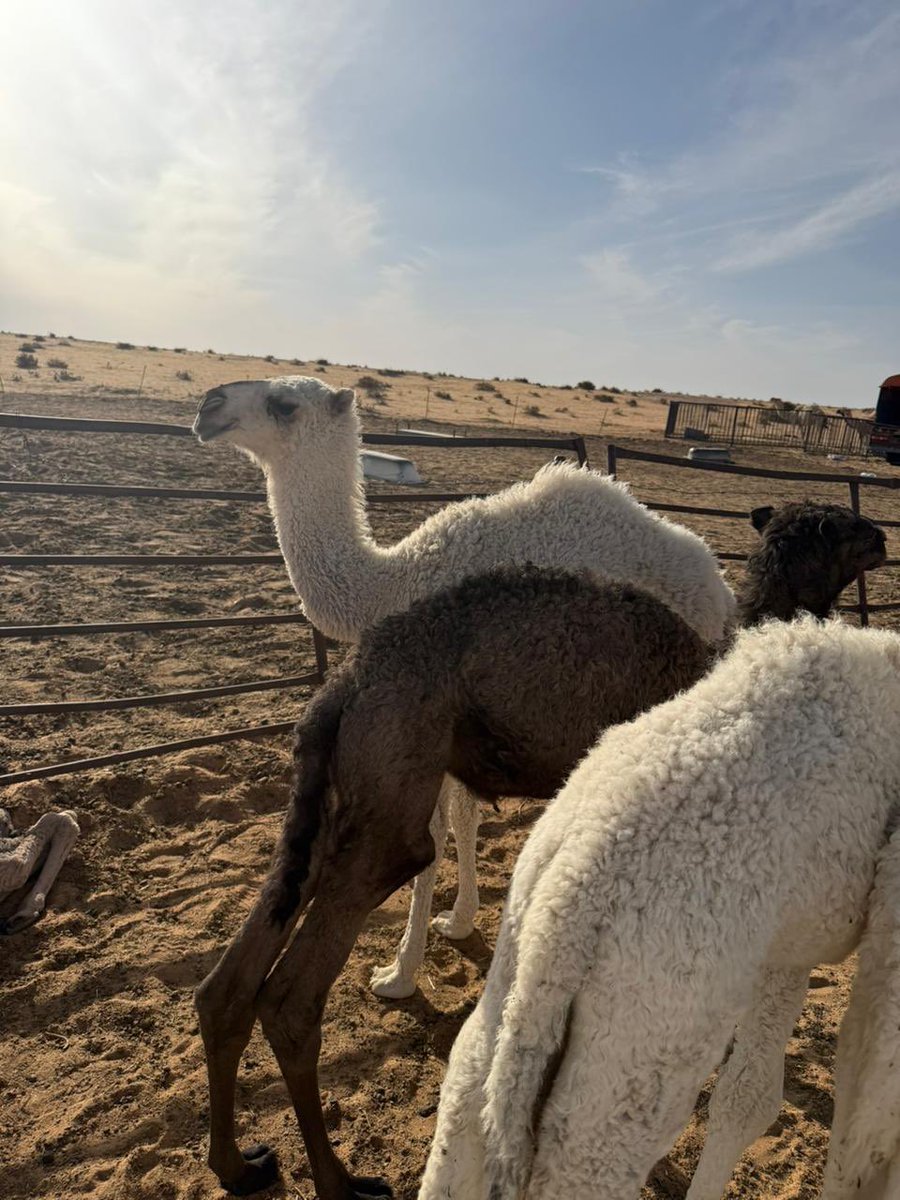 بدوي نجد tweet media