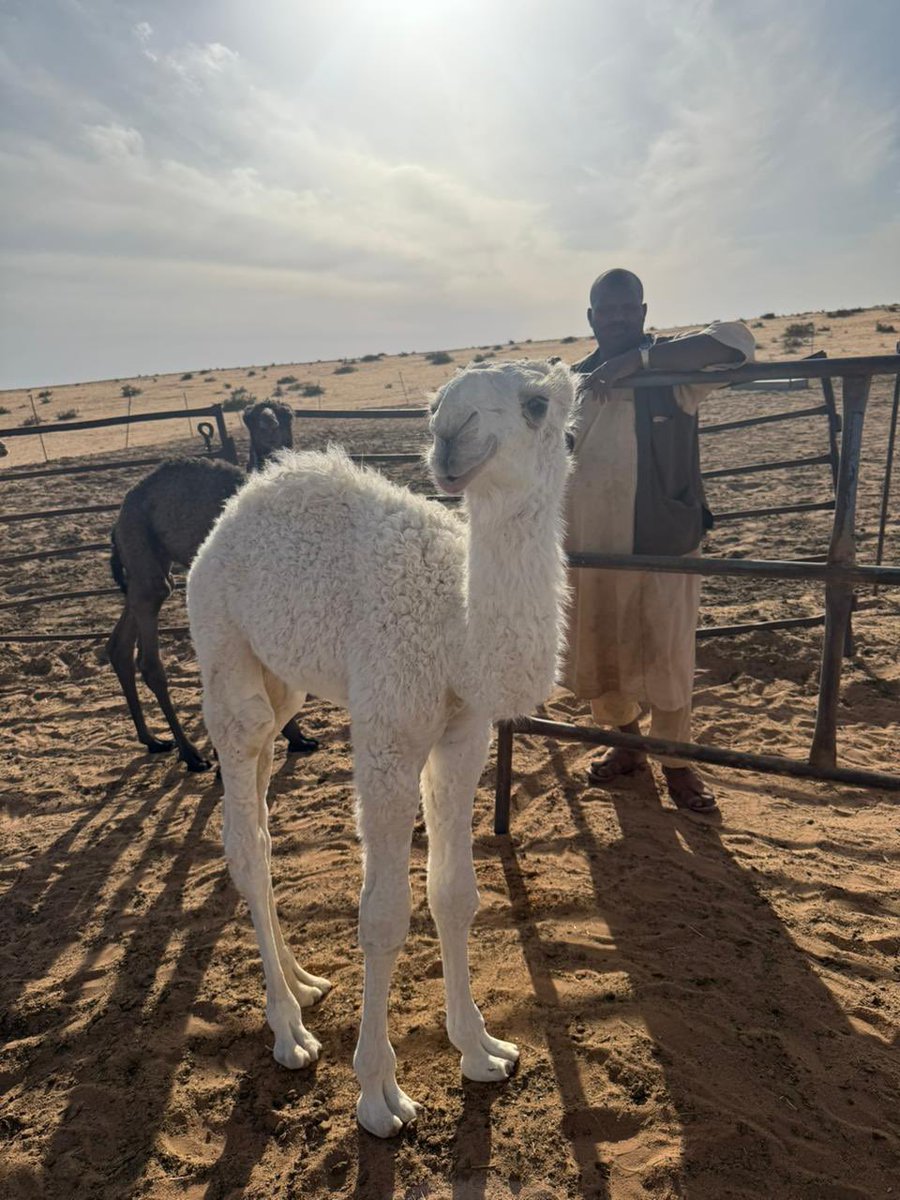 بدوي نجد tweet media
