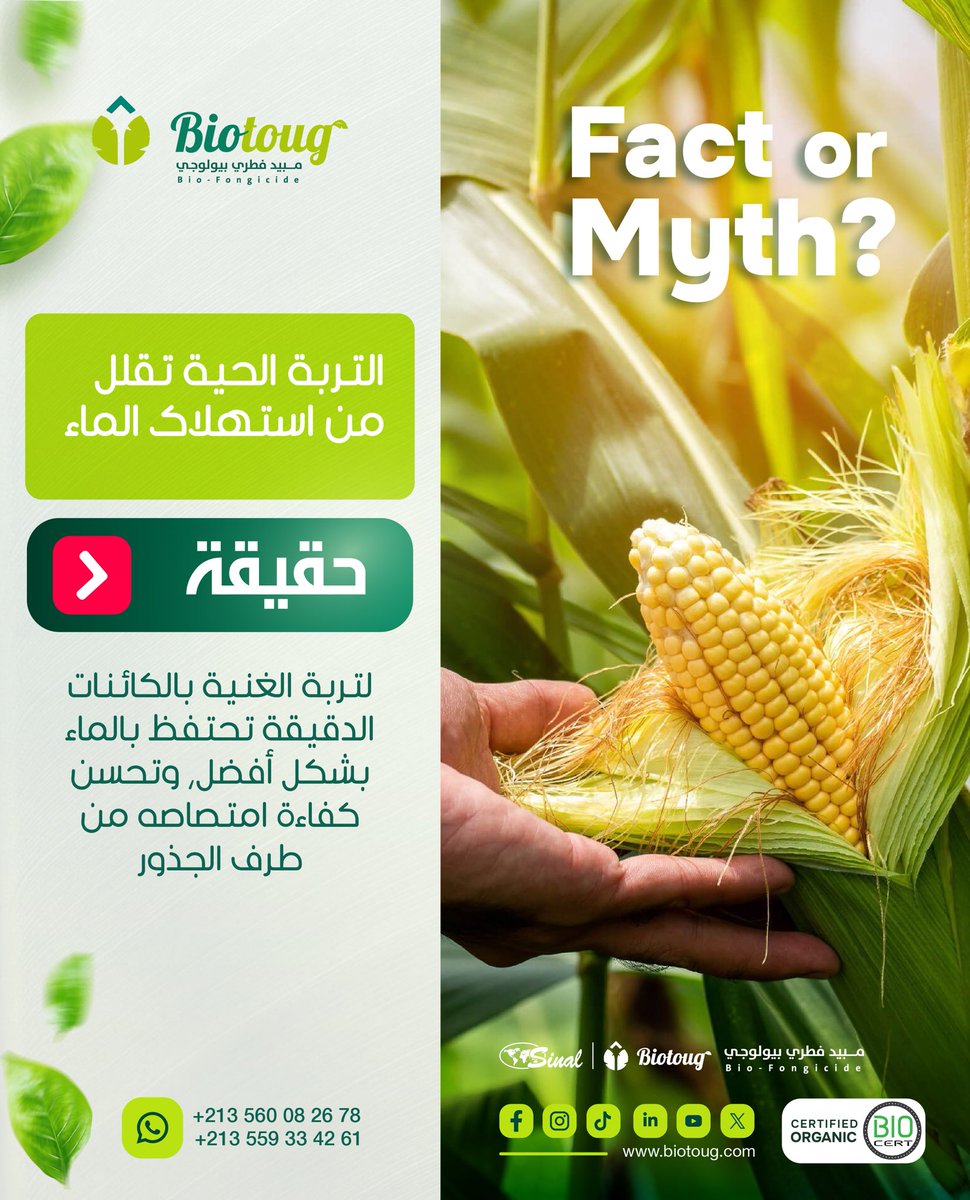 Biotoug_dz's tweet photo. حقيقة 🌱
التربة الحية تحتفظ بالماء بشكل أفضل وتساعد الجذور على امتصاصه بكفاءة.
مع Biotoug تتحسن صحة التربة، يقل استهلاك الماء، ويصبح النبات أقوى وإنتاجيته أفضل. 💧🌿
#Biotoug #الزراعة_العضوية #تربة_حية https://t.co/VUxvUa4McR