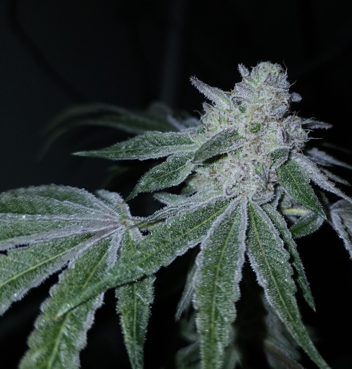 Capulator tweet media