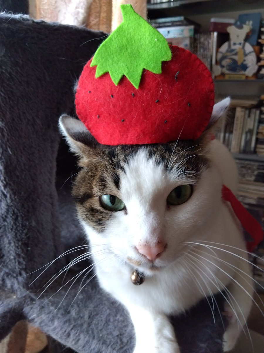 私、行くね〜。 💢ママは本当にいちごが好きにゃね💢 よ！いちごの精