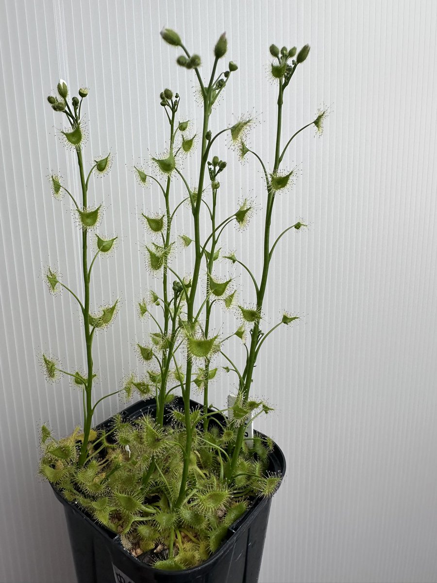 グ ラ ス ラ （4/10〜12inサンシャイン 「オキボタ」） (@grandsura