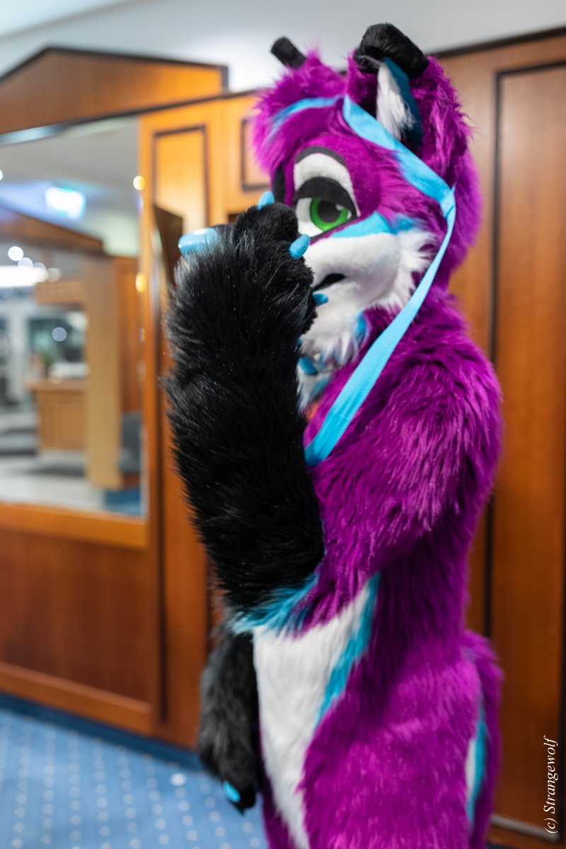 Purple Dog ✈️LVFC tweet media