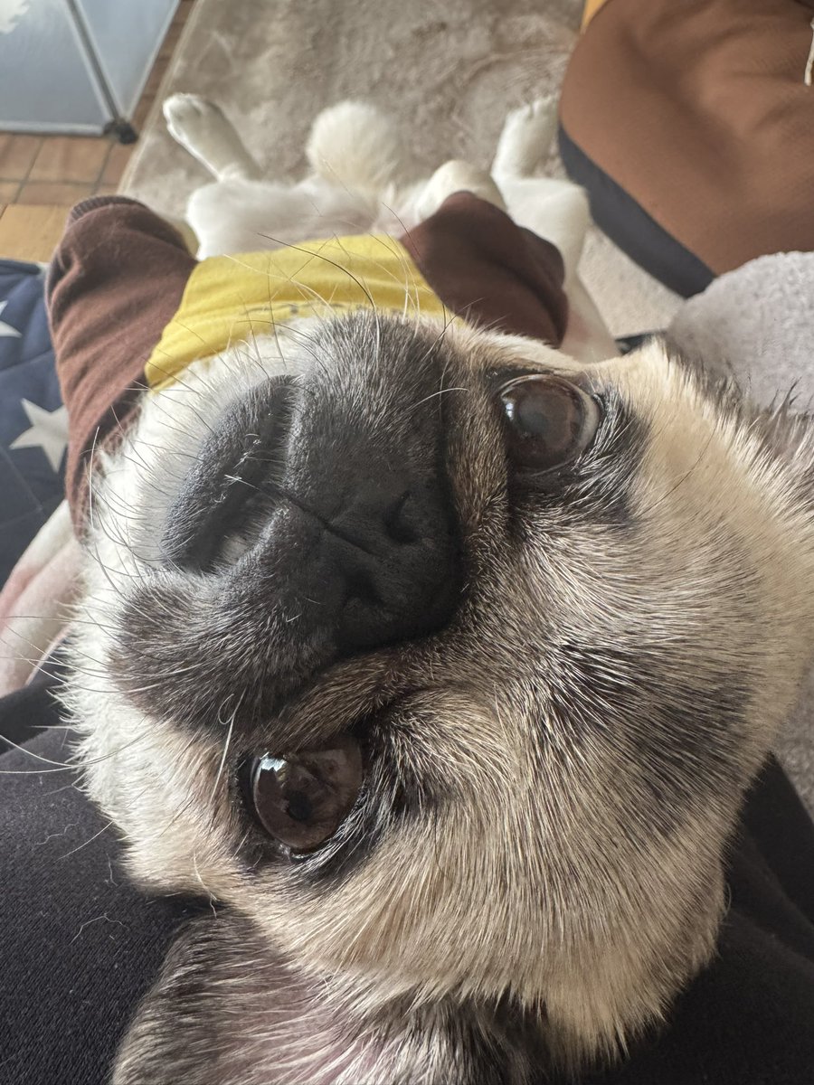 ほほん tweet media