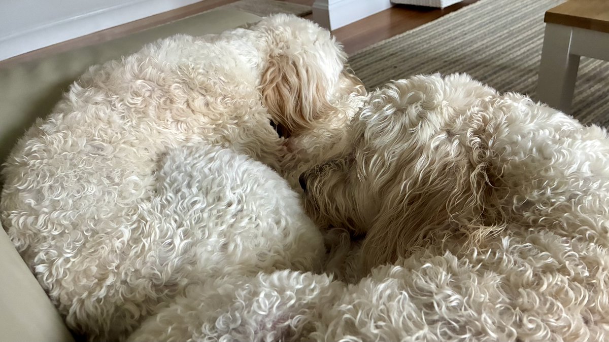 Peter Webster tweet media