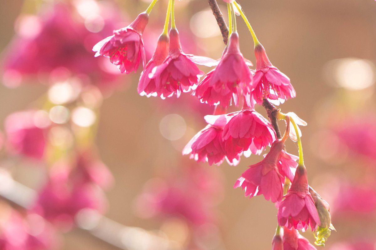 ikaros_0101's tweet photo. 一足早く咲く桜

色鮮やかできれいですね😀

＃寒緋桜　＃カンヒザクラ　
#TLを花でいっぱいにしよう 
＃写真好きな人と繋がりたい　
＃写真撮ってる人と繋がりたい　
＃ファインダー越しの私の世界 https://t.co/oa5b8B6Psz
