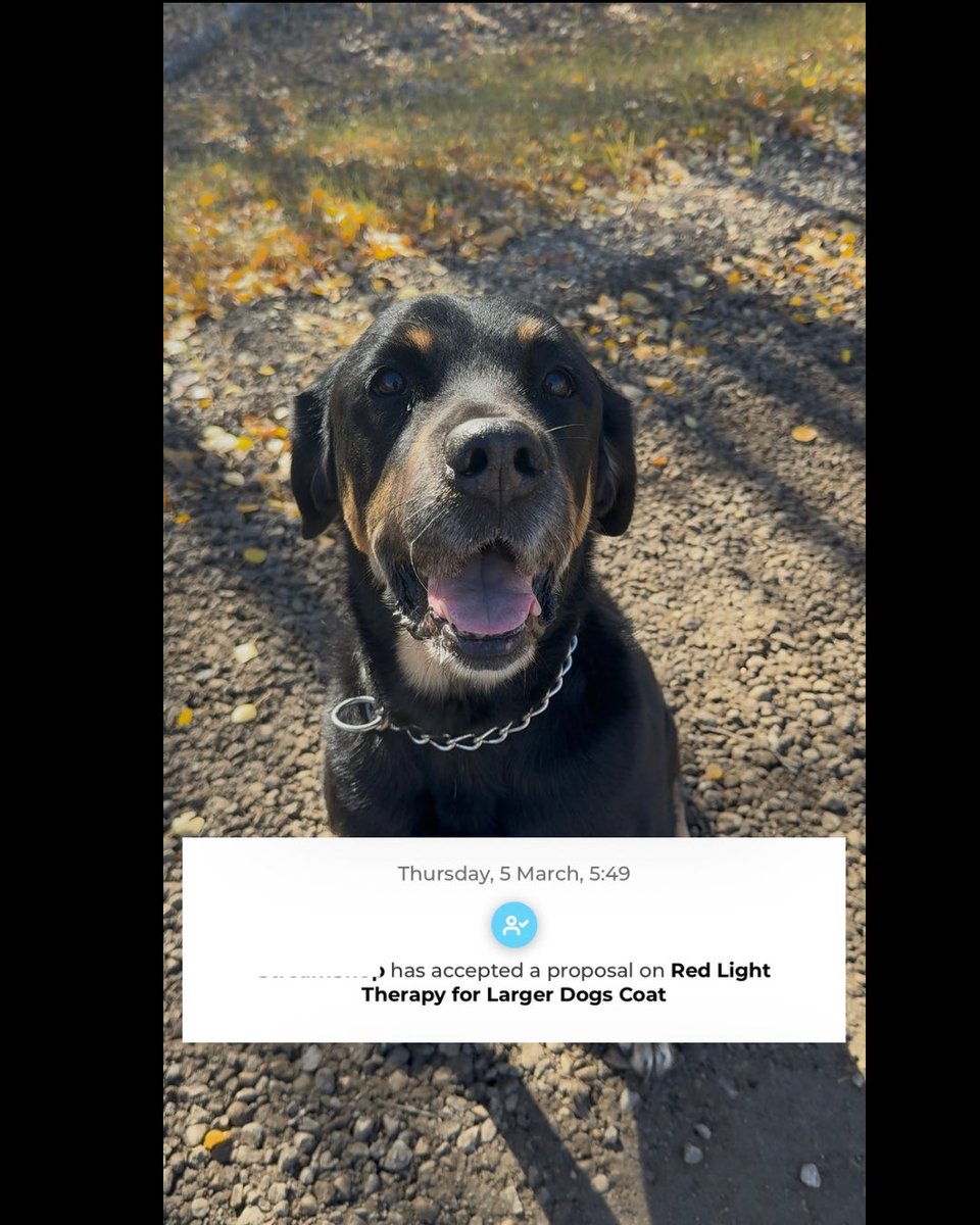 creativebygina's tweet photo. ๐ BIG moment! Kujo just got his first brand collab! ๐พ Heโs getting older, so anything that keeps him feeling his best? Yes, please! ๐ถโจ
Brands looking for a pet creator? Kujoโs your guy!
Email:creativebygina@gmail.com
#petcreator #ugc #ugccommunity #ugcpets #rotti https://t.co/pyYqHpGPtU