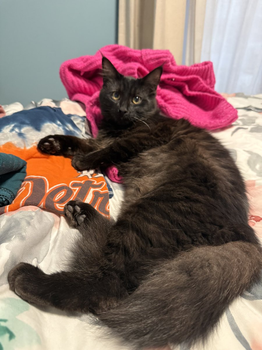 Just trying to put away laundry, but dumpling has to lay on it all prior.