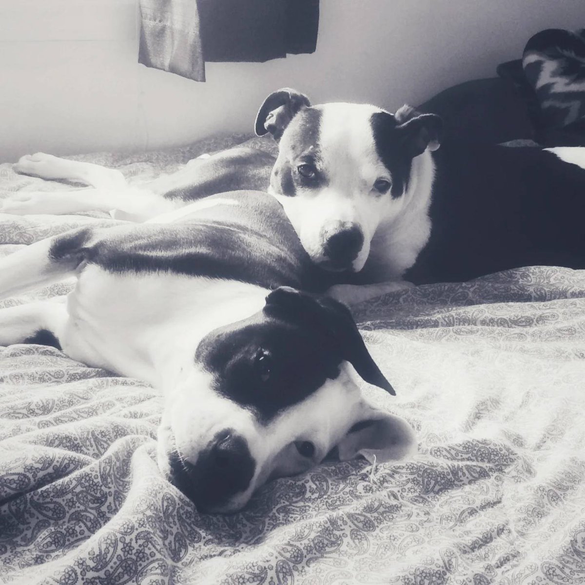 ABIDE | Grace tweet media