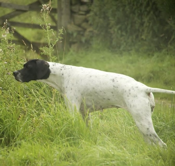 🆘2 MAR 2026 #Lost Grace #ScanMe 
Pointer Female  LOCAL HELP NEEDED
Cross Drove #Whittlesey area #Peterborough #PE7
Huntingdonshire #Cambridgeshire
doglost.co.uk/dog/202312