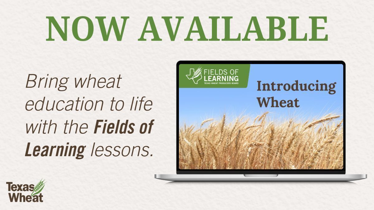 Texas Wheat tweet media