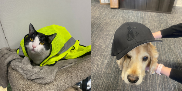 RoofCoffeeShop's tweet image. Do you have a furry friend that comes to work with you each day? An office mascot? We want to share your fur babies on #MetalCoffeeShop!
metalcoffeeshop.com/mcs/metal-pets
Thanks to Gorman Roofing Services of Phoenix, AZ for sharing.
#TheCoffeeShops #RoofingProfessionals #RoofingContractors
