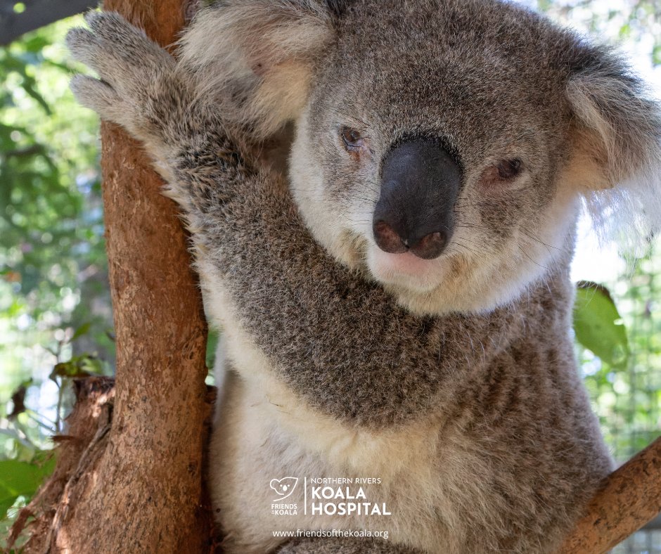 Friendsofthekoala tweet media