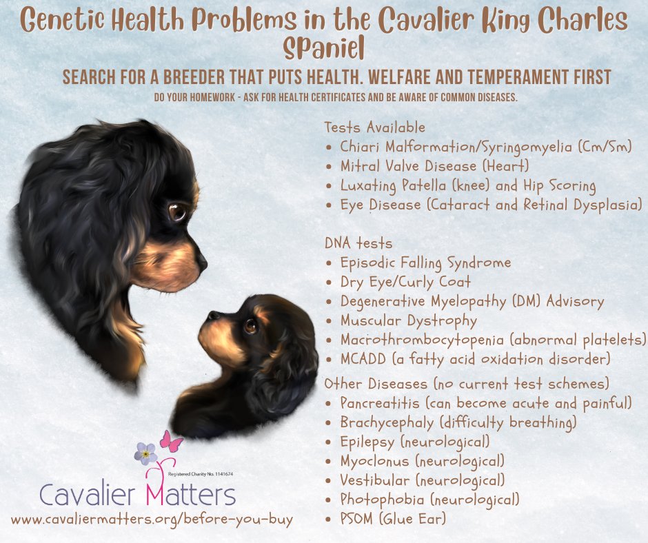 Cavalier Matters tweet media