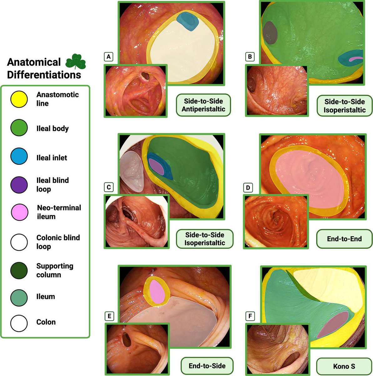 Gut Journal tweet media