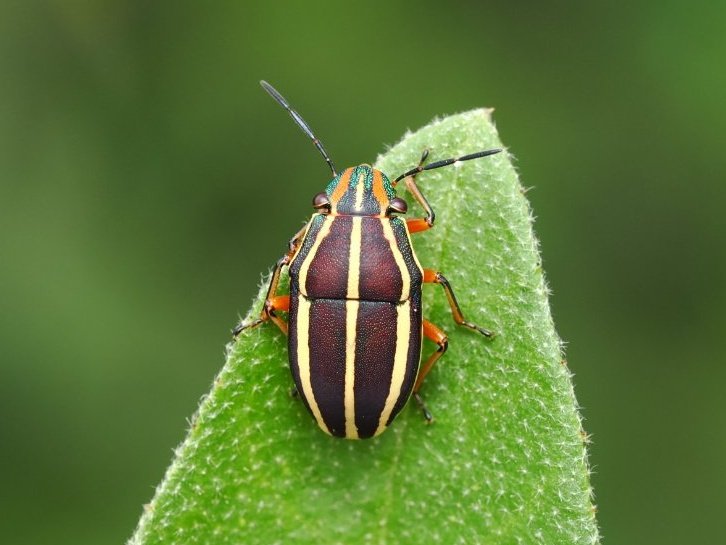 Lilly Fritillary tweet media