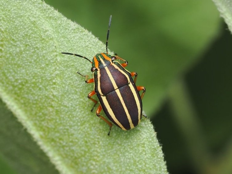 Lilly Fritillary tweet media