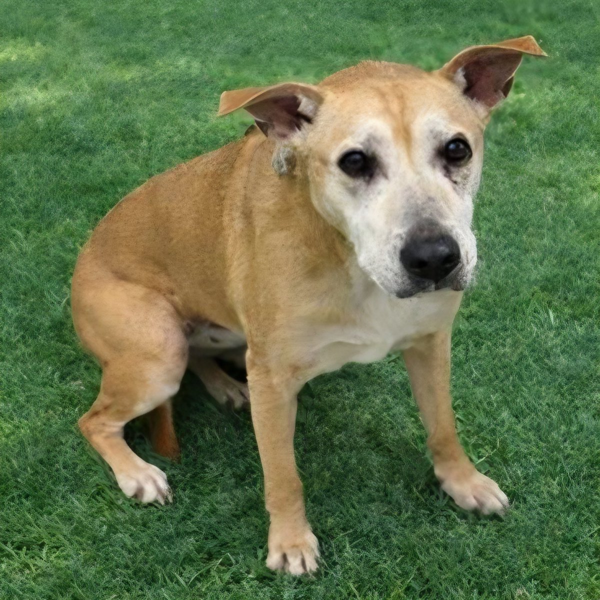 💔 🆘️ 💔 TIGGA, 14 yo 48 lb mixed breed at Lancaster #California ACC. 
2 bare bones FaceBook posts, nothing on IG, so no medical or behavior notes. She is ready to go home today. Reply here if you can #FOSTER 4 rescue 🙏 #A4911547