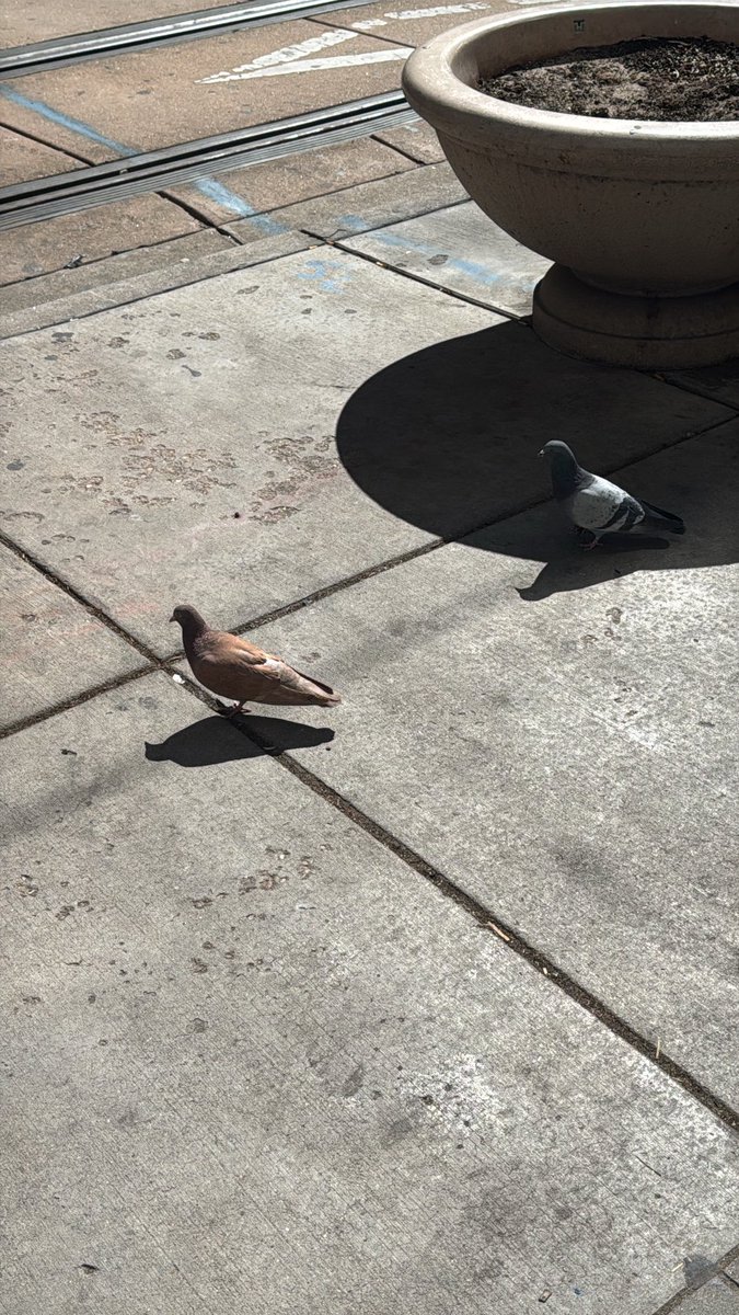 Zac Townsend tweet media