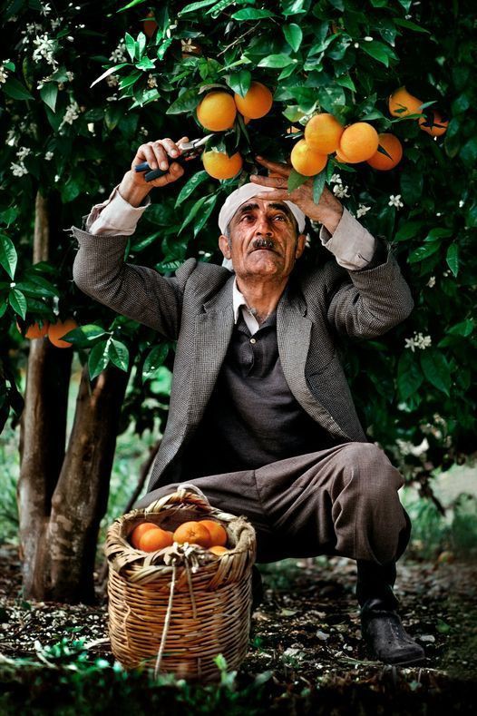 🇱🇧 Palestinian fruit picker. South of Sidon, Lebanon, 1982. 

Photo by Steve McCurry