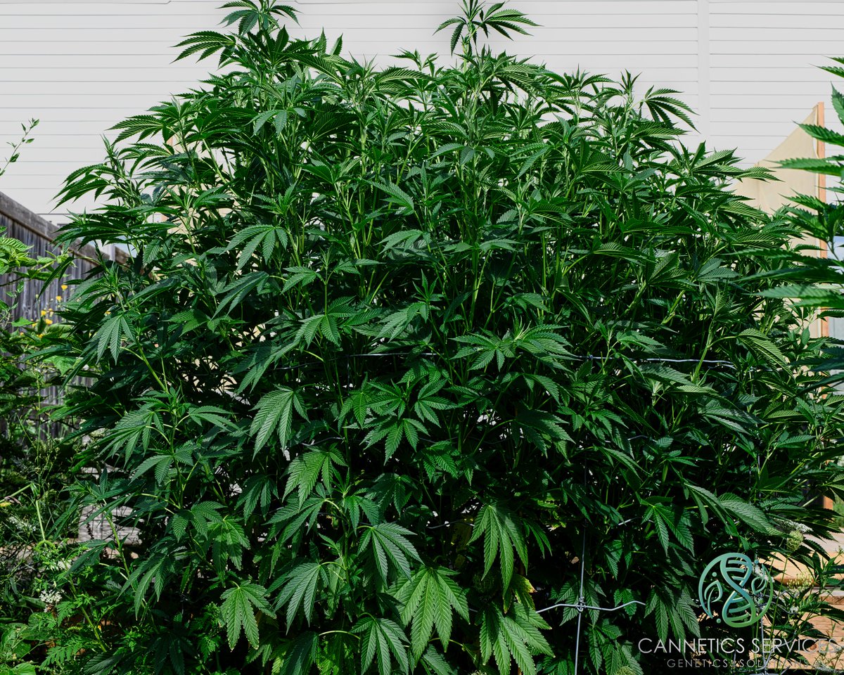 Privatebreeds tweet media