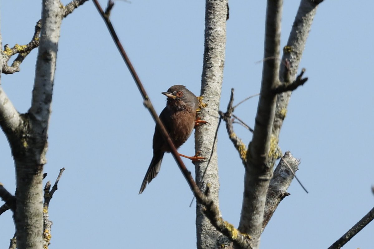 Fab views of at least 3 dartford warbler chasing each other at kelling heath this morning