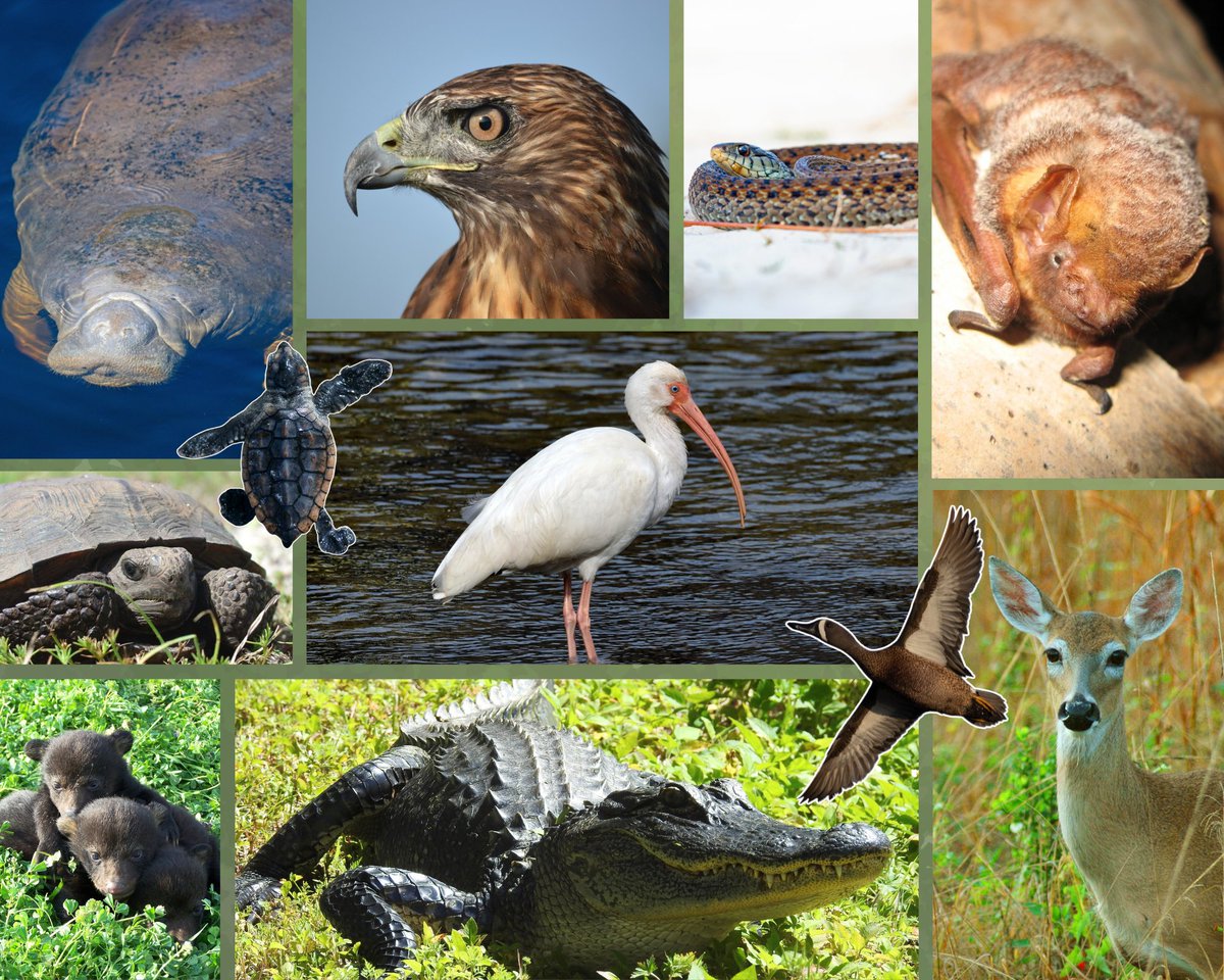 Springing to life!
A little extra care goes a long way toward ensuring a successful spring season for people and wildlife.

✅ DO enjoy wildlife from a distance, mind your step on the beach, and watch for posted wildlife signs.
❌ DON'T leave attractants unsecured, disturb