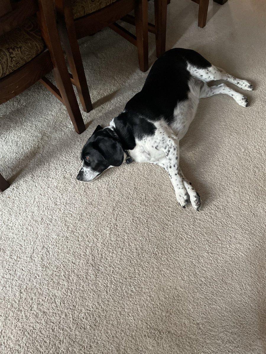 DeuceRice's tweet photo. @KarenEngeletgo @Amelia558rs One of our girls is named Dot. https://t.co/6vFKE7qipM